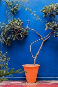 Façade bleu majorelle inspiration tendance nuances de bleus de Tollens