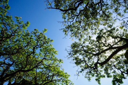 Nature, arbre, respect environnement, peinture saine Tollens