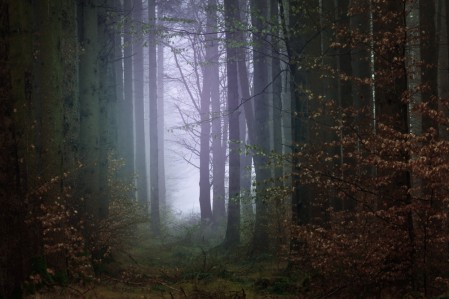 Tendance couleurs Tollens Brocéliande - inspiration forêt, photo : Johannes Plenio