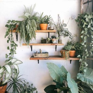 Jardin d'hiver en appartement avec étagères et plantes exotiques