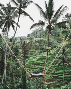 Inspiration déco Bali, rizières Ubud, site Tollens