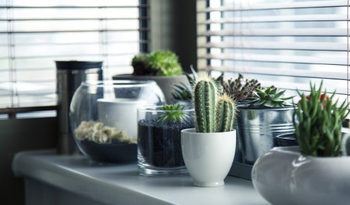 Cactus et plantes grasses pour un jardin d'hiver dans un petit espace intérieur