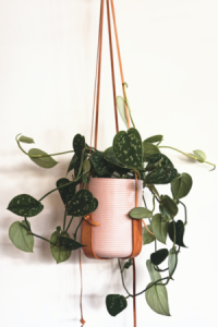 Scindapsus ou Pothos, plante dépolluante, inspiration couleurs, site Tollens