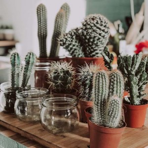 Amas de cactus pour un jardin d'hiver réussi et tendances - Tollens