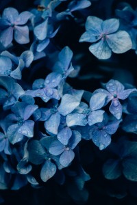 Hortensia bleu, tendance Nuances de bleus Tollens 2023