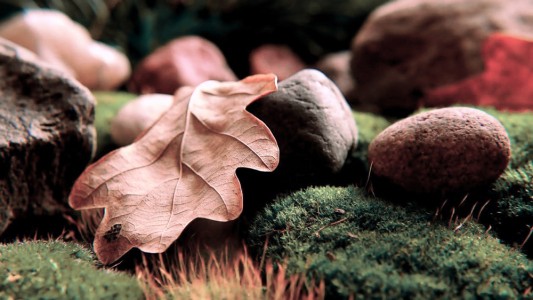 Tendance couleurs Tollens Brocéliande - inspiration feuilles, nature